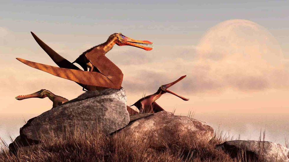 Ornithocheirus was a Pterosaur from the Late Cretaceous period.