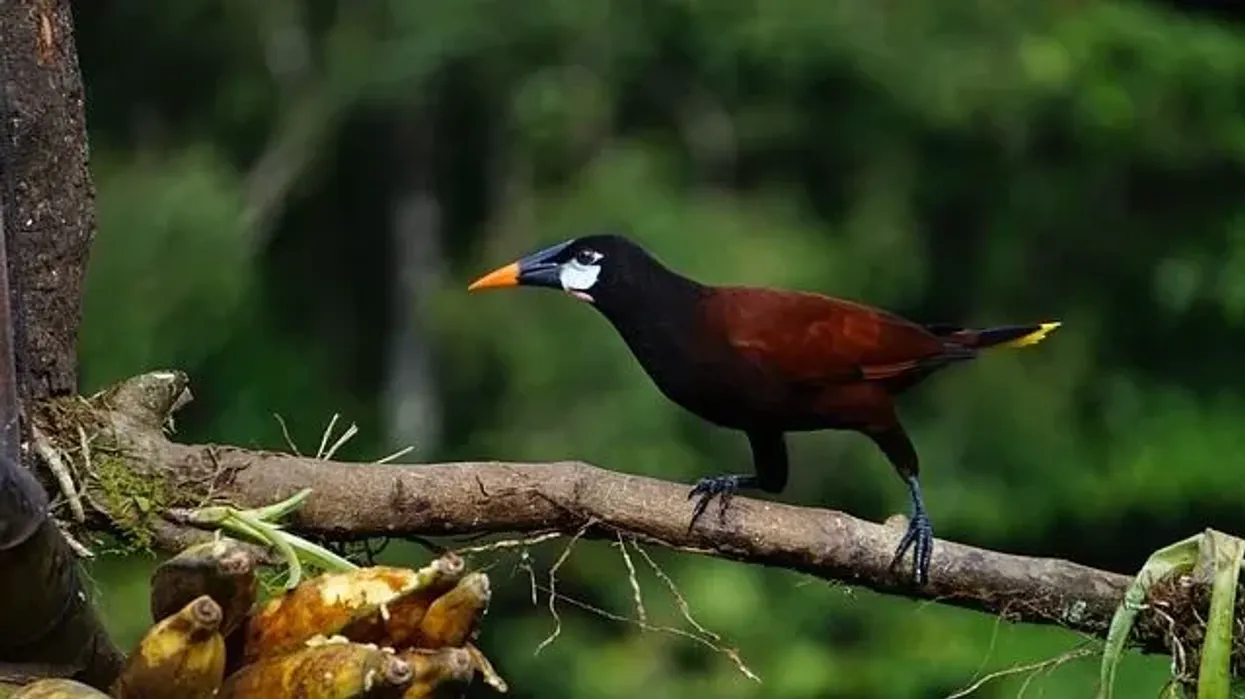 Oropendola facts about a unique bird.