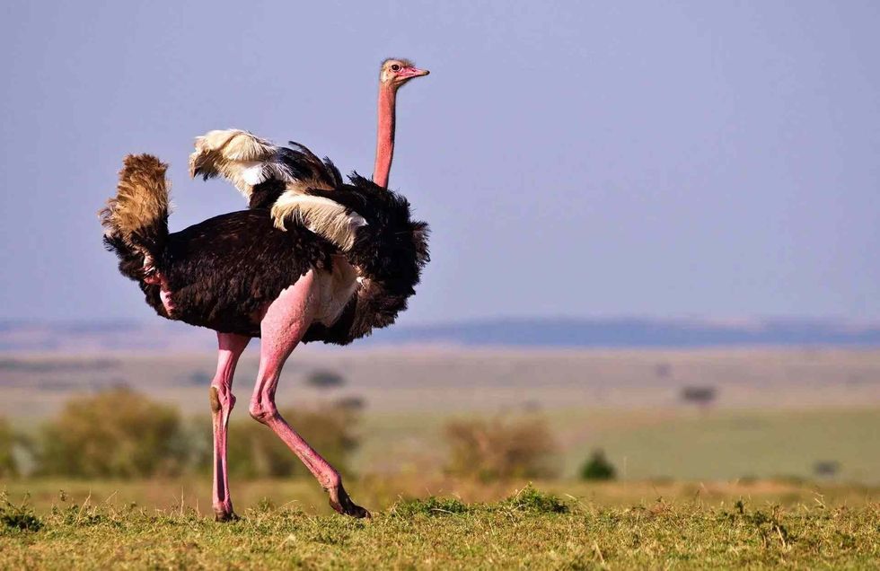 Ostrich eggs are pretty massive in terms of size and weight