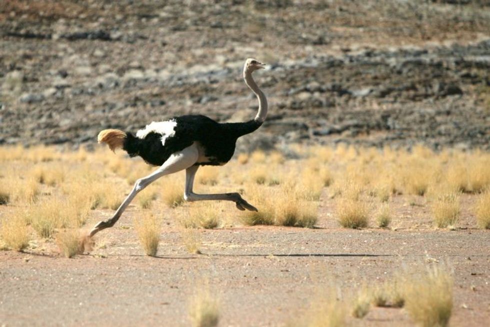 Ostrich running across the Hwange Plains