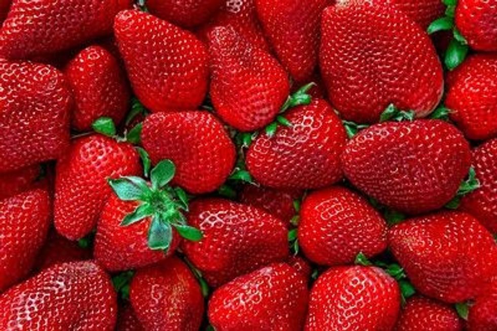 Other than Australia, Africa, and New Zealand, strawberries are indigenous to all continents