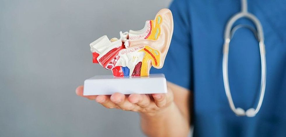Otolaryngologist holding model of human ear anatomy.
