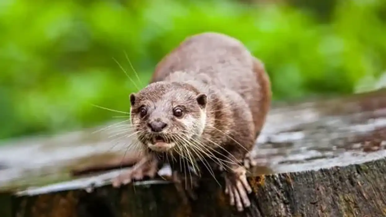 Otter civet facts are interesting to read.
