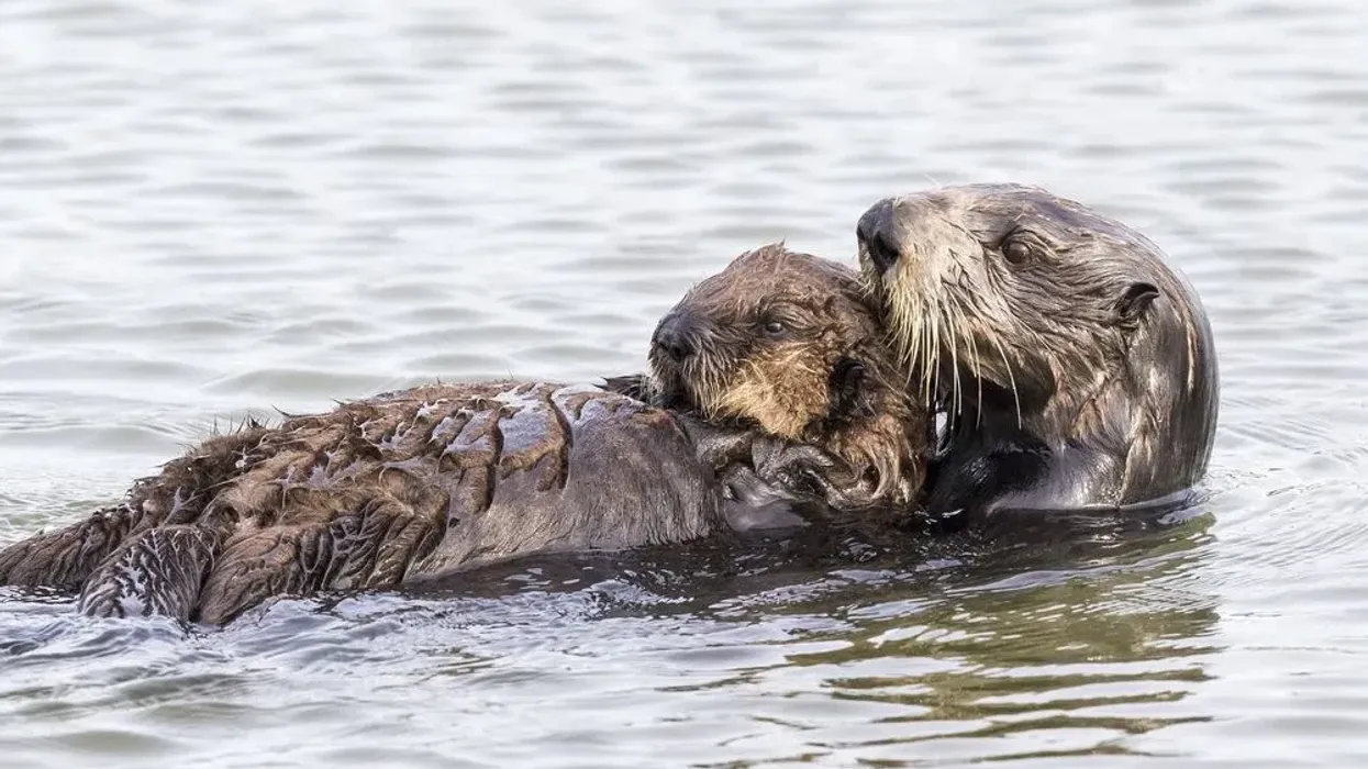 Otters lovers would like to read southern river otter facts.