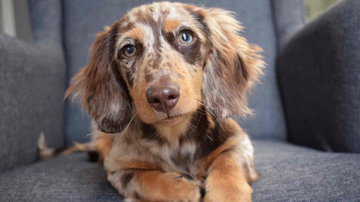 Our favorite list of dapple dachshund facts for you.