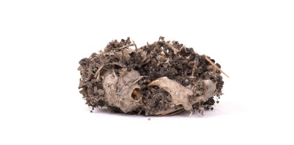  Owl Pellet isolated on white