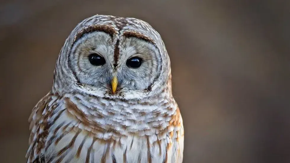 Owl Puns