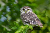 65 Best Owl Quotes To Bring You Wisdom | Kidadl