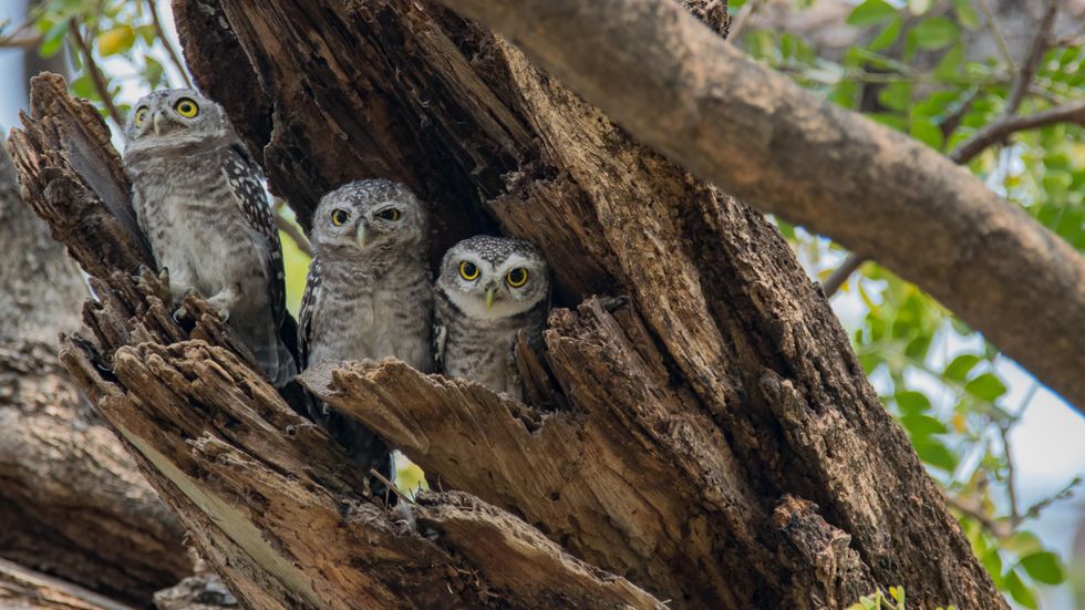 Owlet birds nestled in a tree