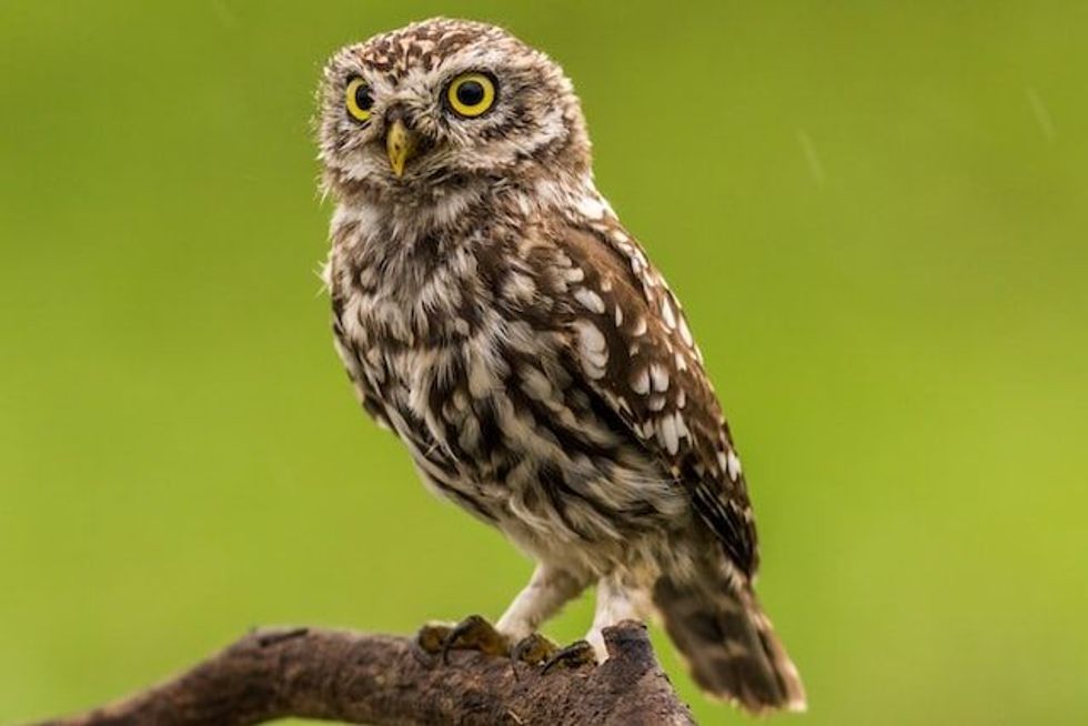 Fun Owl Facts For Kids | Kidadl