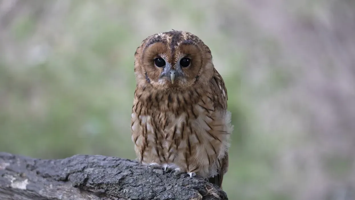 Owls facts that you need to know now