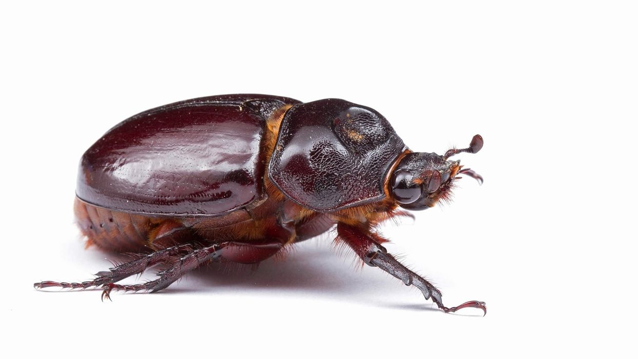 Ox beetle facts talk about its head and horns.