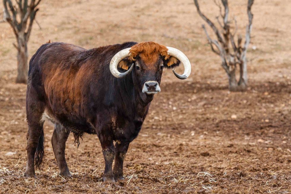 Ox on a farm.