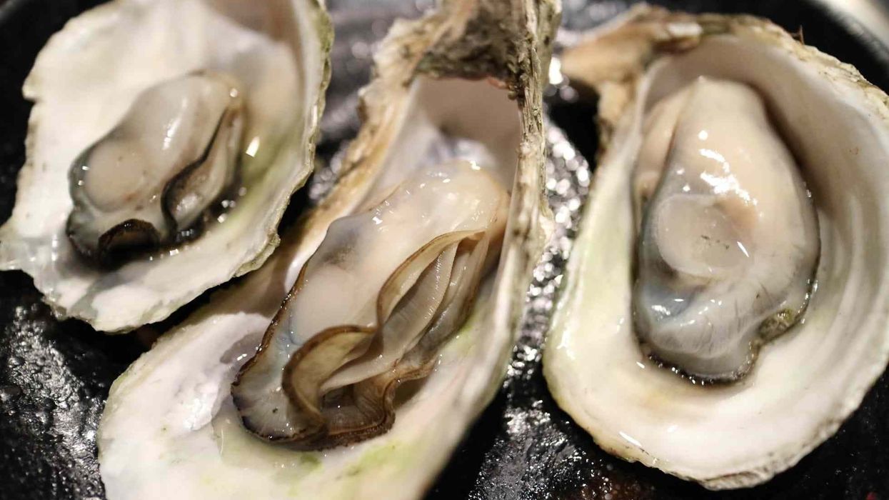 oyster facts to know about these reef animals.