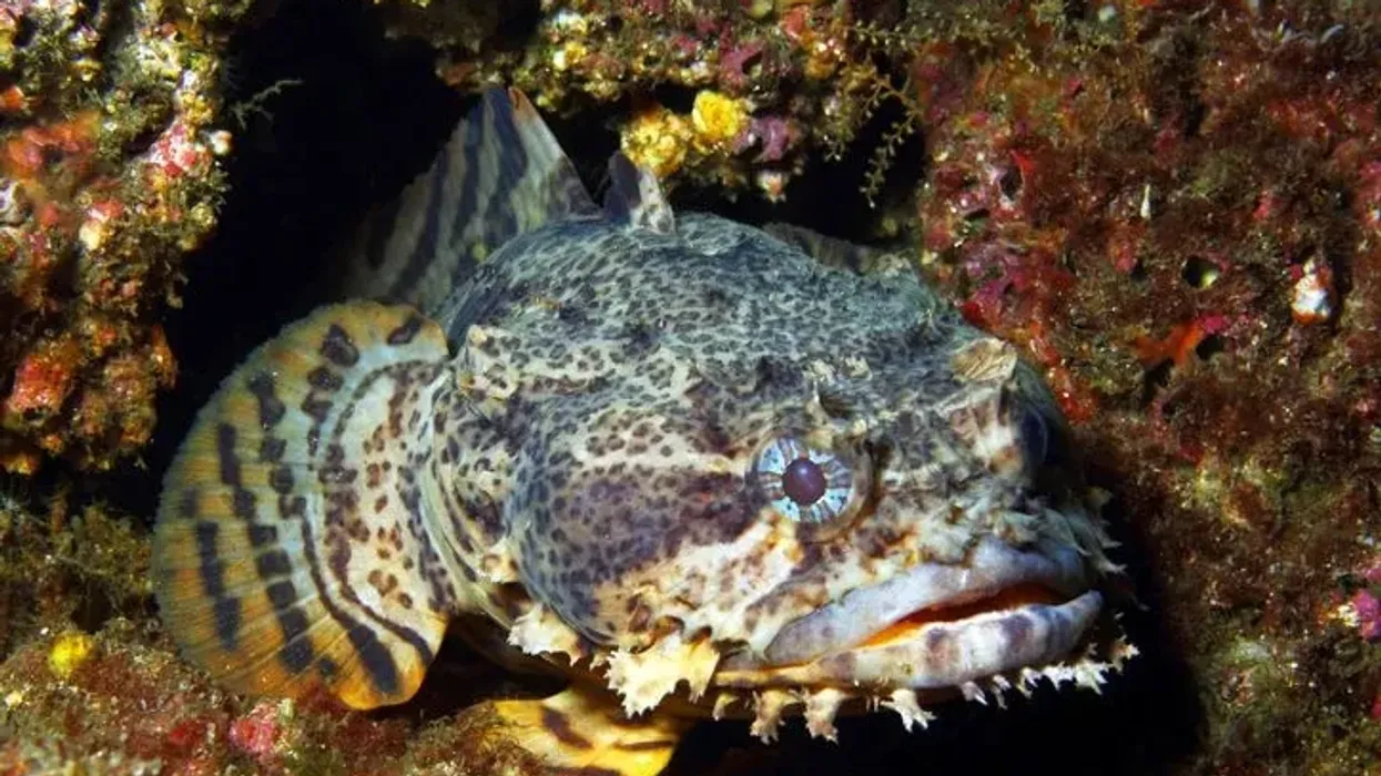 Oyster toadfish facts talk about their nest and habits of making a nest.