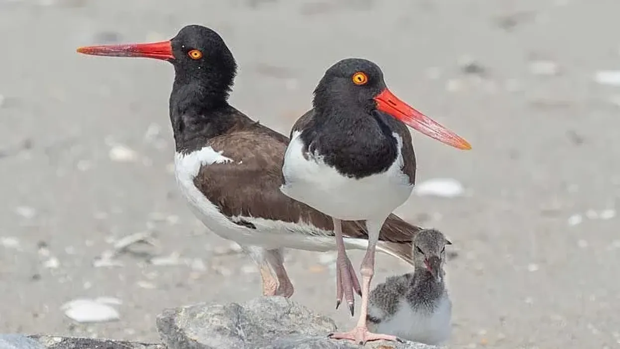 Oystercatchers facts about the American Oystercatcher species
