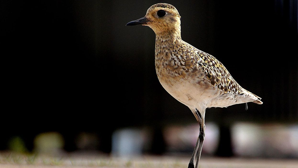 Pacific golden plover facts are educational!