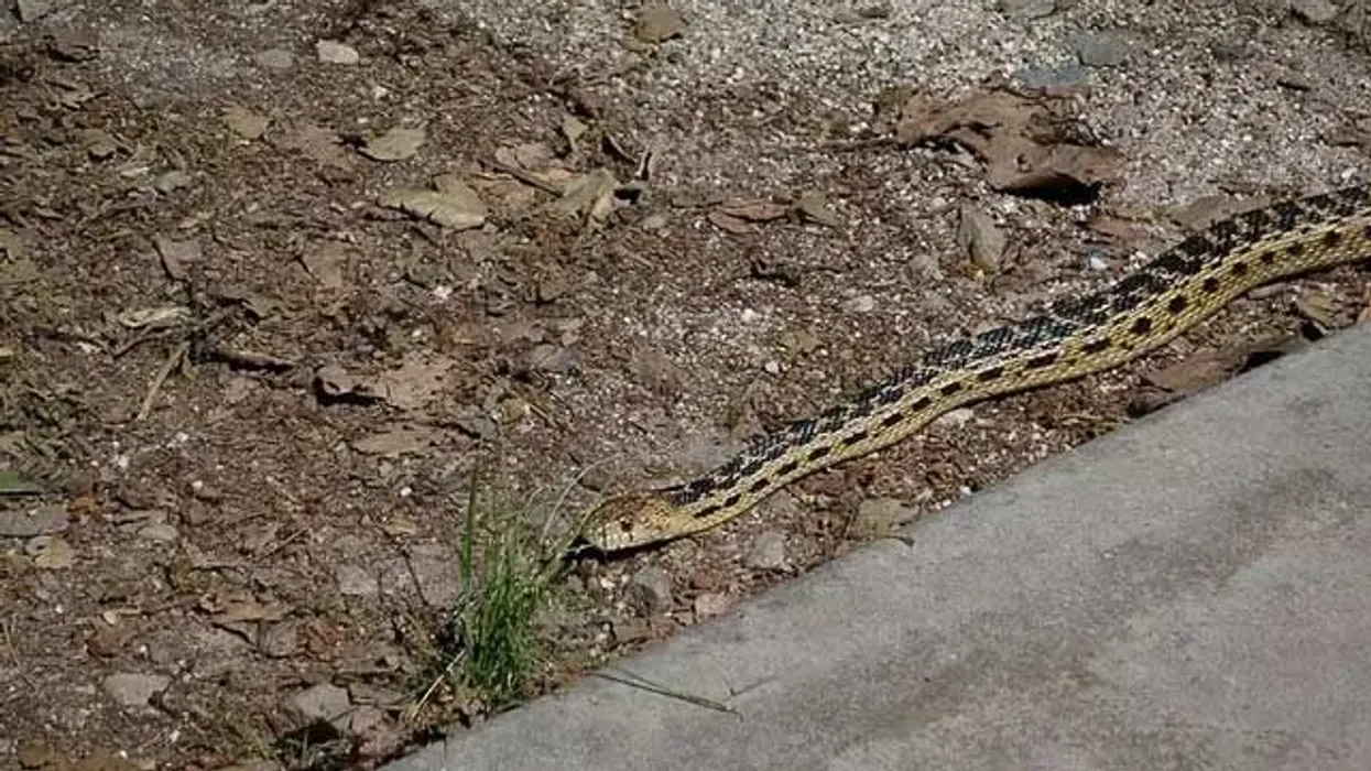 Pacific Gopher Snake facts about the non-venomous subspecies of rattlesnakes