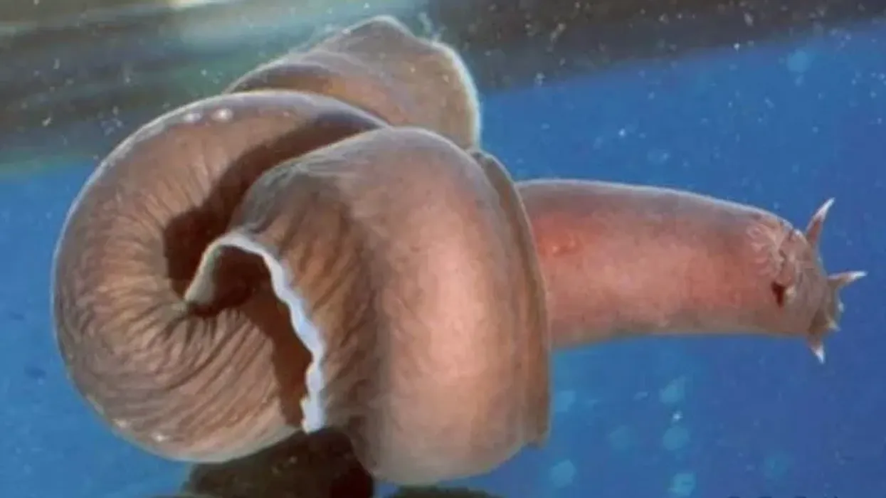 Pacific hagfish facts; let us discover an ancient-looking fish from the Pacific ocean.