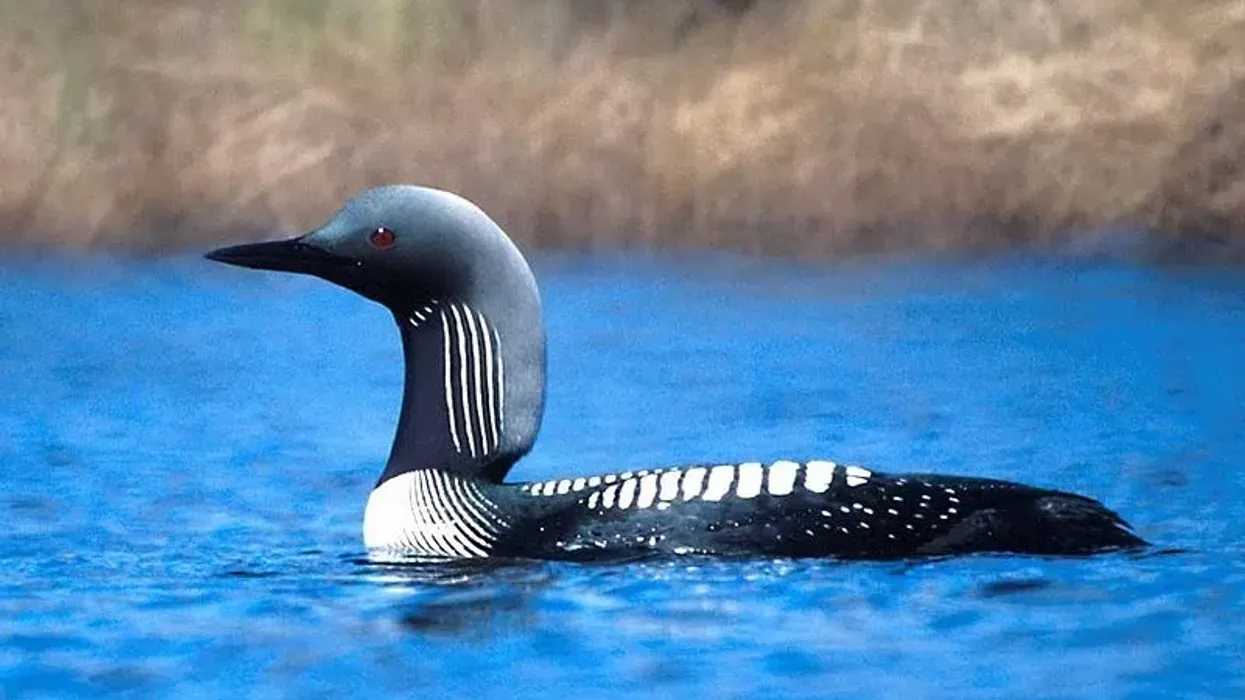 Pacific Loon facts are interesting.