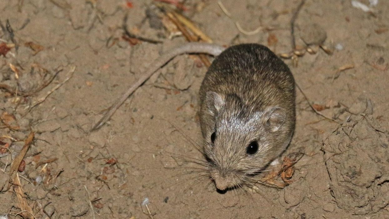 Pacific pocket mouse facts are as interesting as the animal itself!