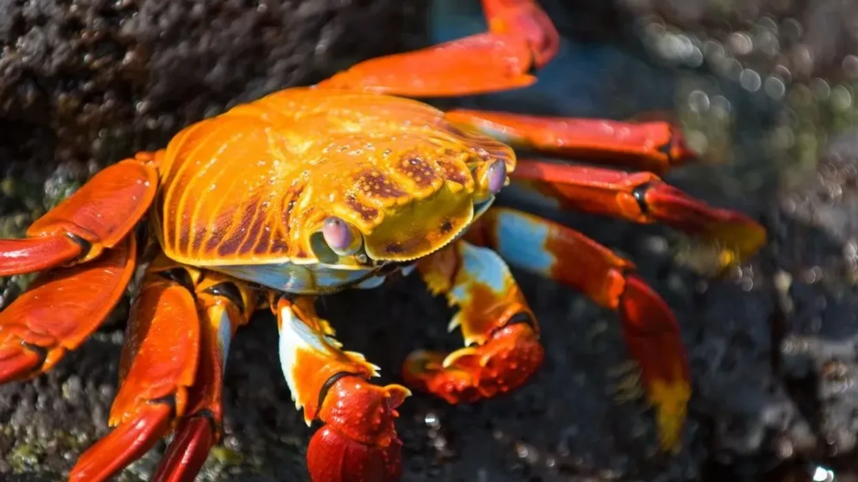 Pacific red rock crabs facts about the crab with black-tipped claws.