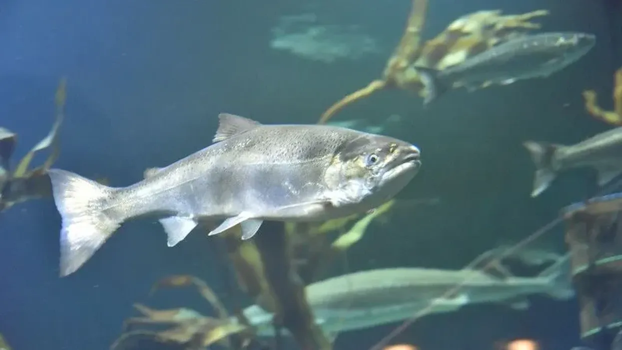Pacific salmon facts can teach us a lot about this fish.