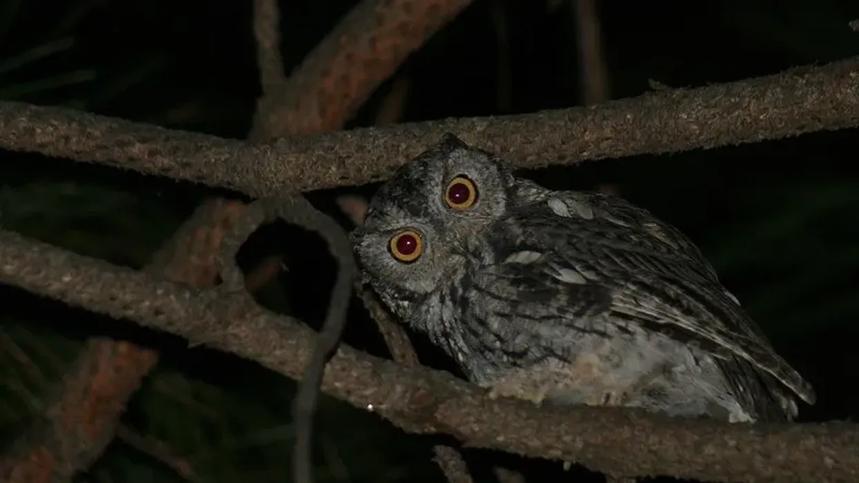Pacific screech-owl facts are astonishing.