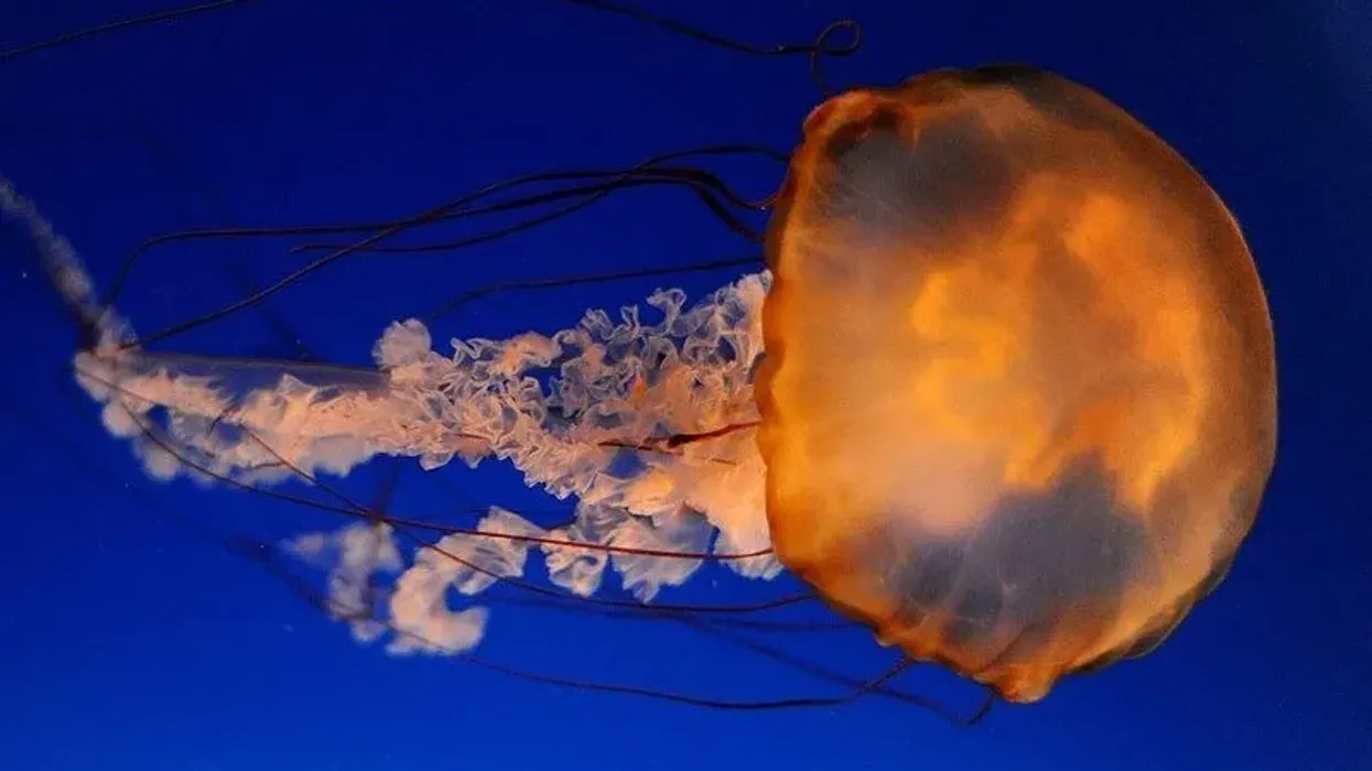 Pacific sea nettle facts are interesting.