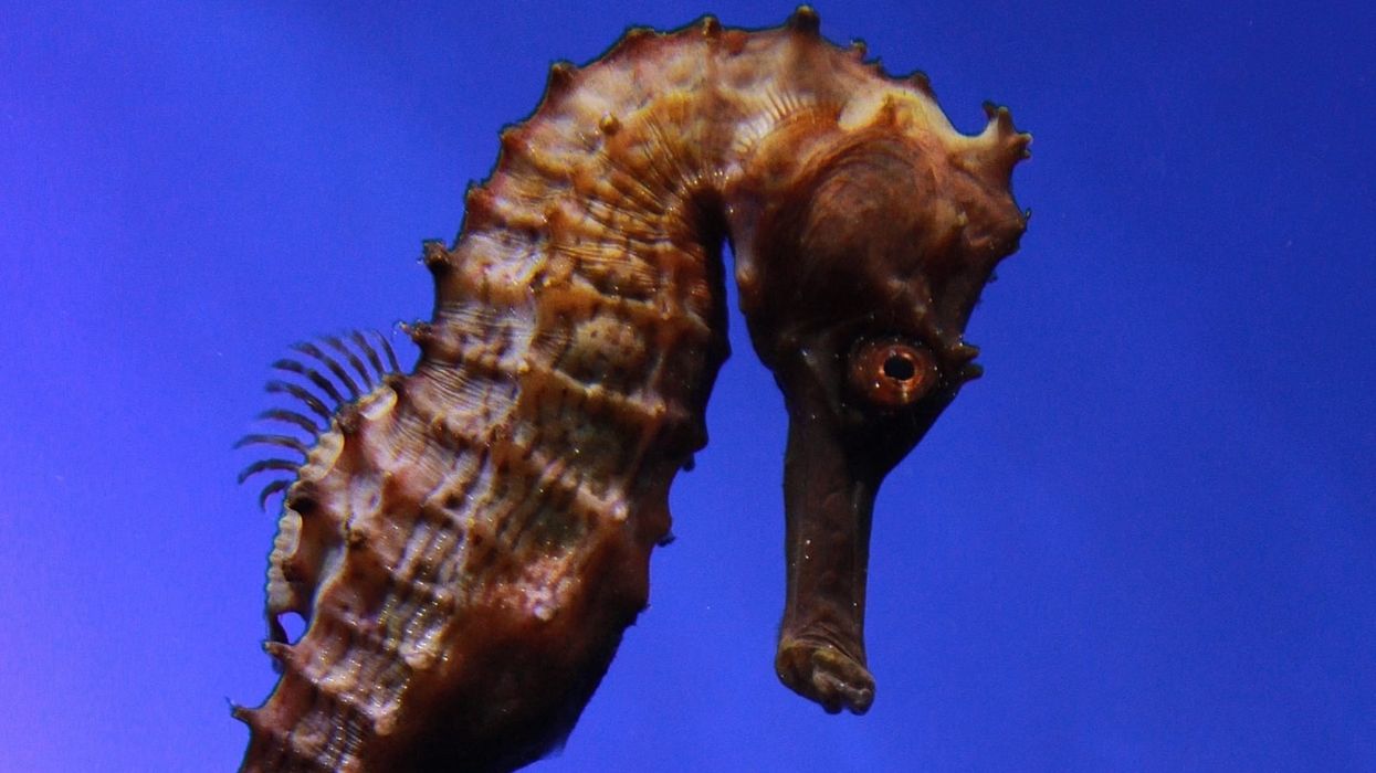 Pacific seahorse facts are very interesting because of its appearance.