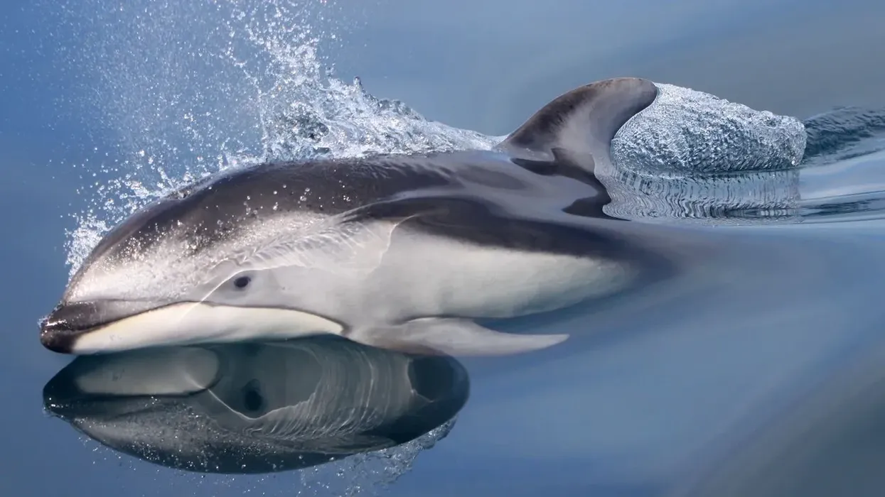 Pacific white-sided dolphin facts are super interesting!