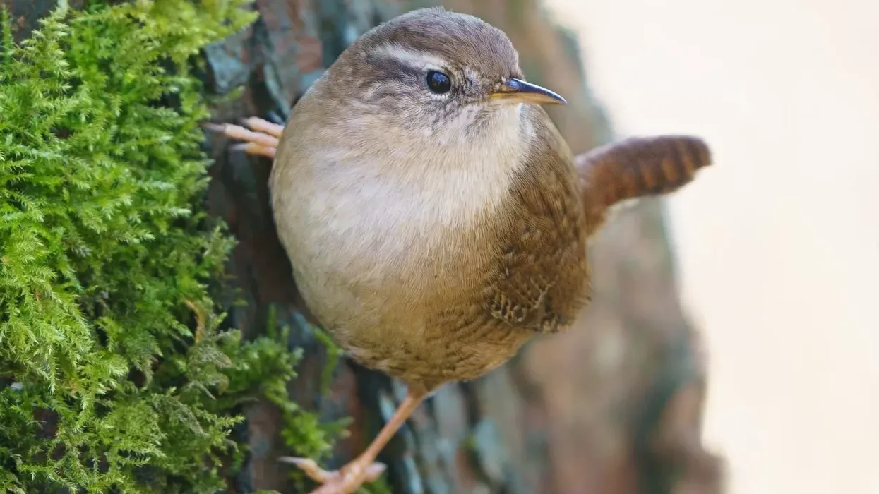 Pacific wren facts talk about their song that is melodious to listen to.