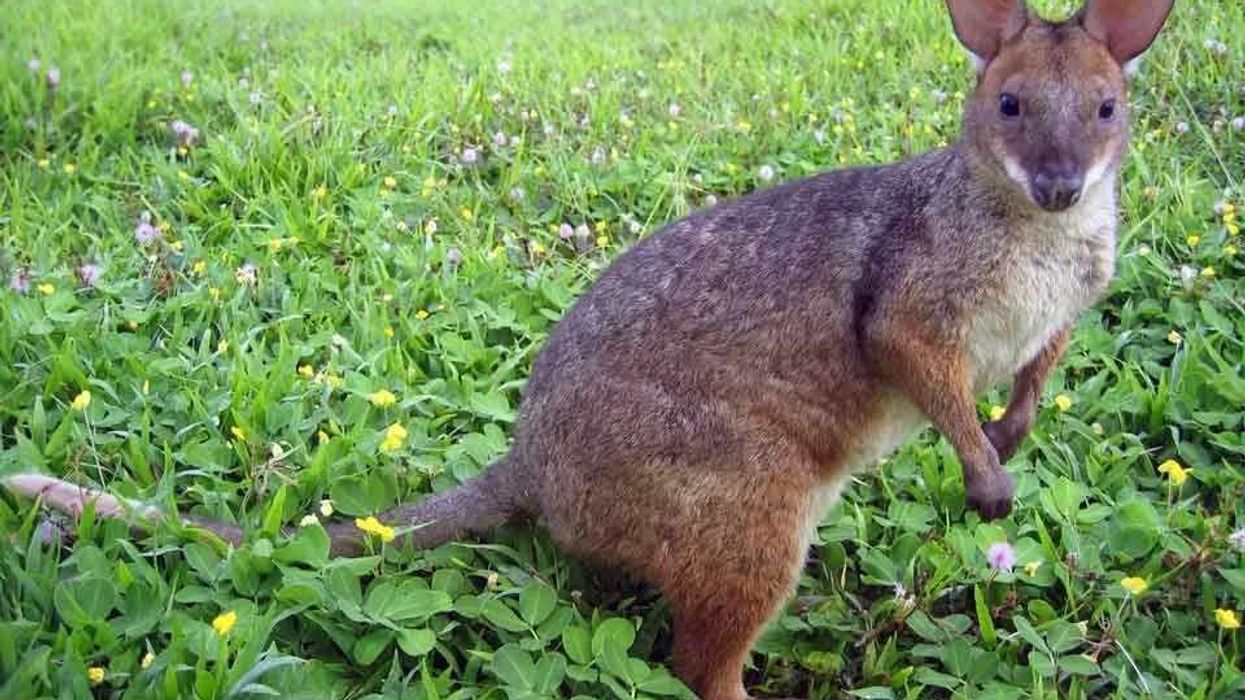 Pademelon Facts know more about this cousin of the kangaroo and wallaby