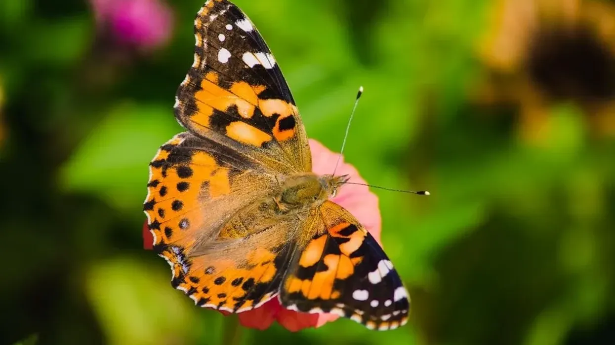 Painted lady butterfly facts are interesting.