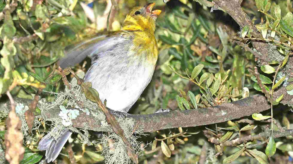 Palila Facts For bird lovers of Hawaii