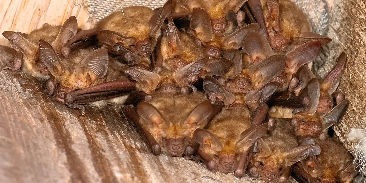 Pale Bat Fun Pallid Bat Facts For Kids | Kidadl