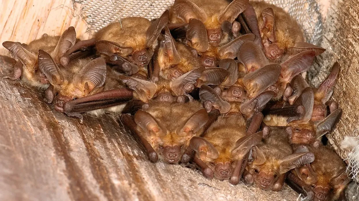 Pallid bat facts for children and adults.
