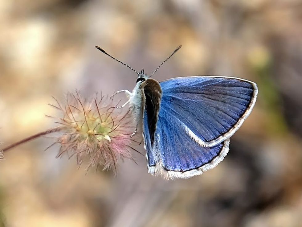 Fun Palos Verdes Blue Butterfly Facts For Kids Kidadl