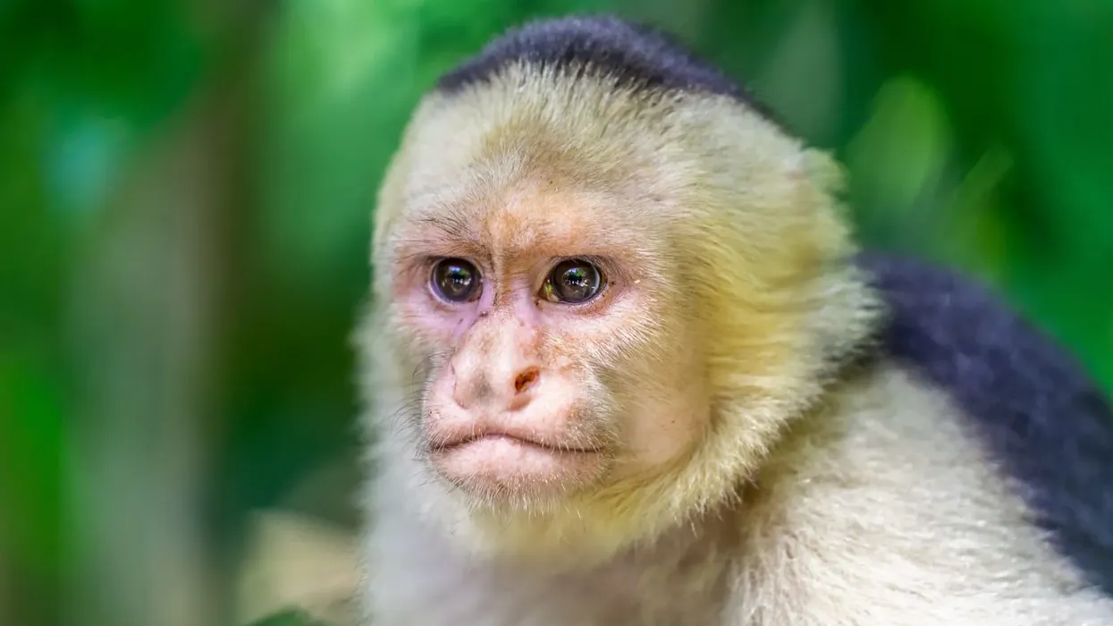 Panamanian white-faced capuchin facts like they are highly intelligent are interesting.
