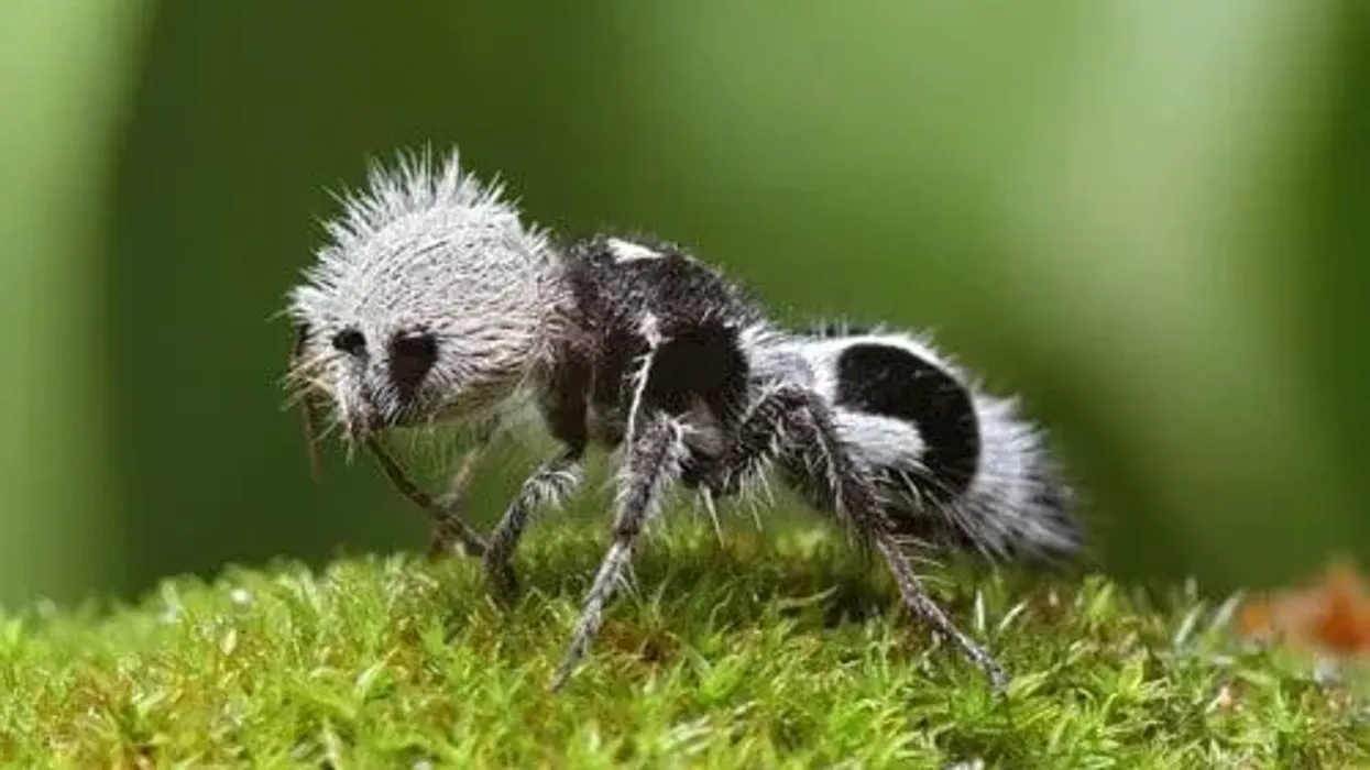 Panda ant facts about the insect resembling a panda!