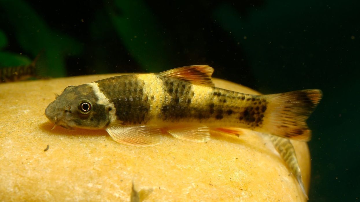 Panda garra facts that will make them more interesting.