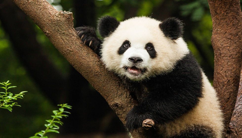 Panda in a tree.