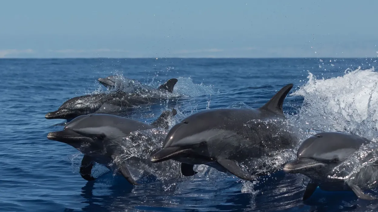 Pantropical spotted dolphin facts are absolutely fascinating!