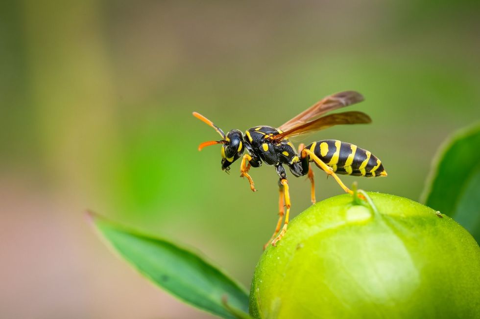 Paper Wasp cleaning up on a peony.