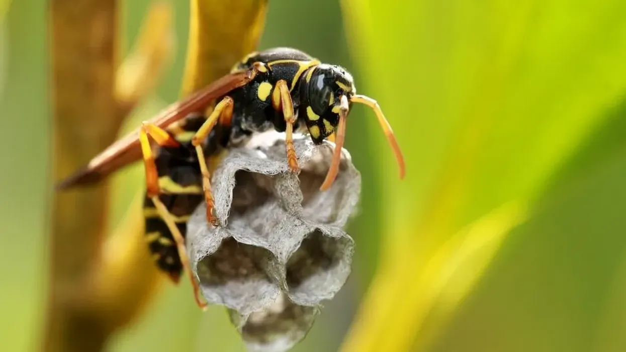 Paper wasp facts and paper wasp nest facts for kids.