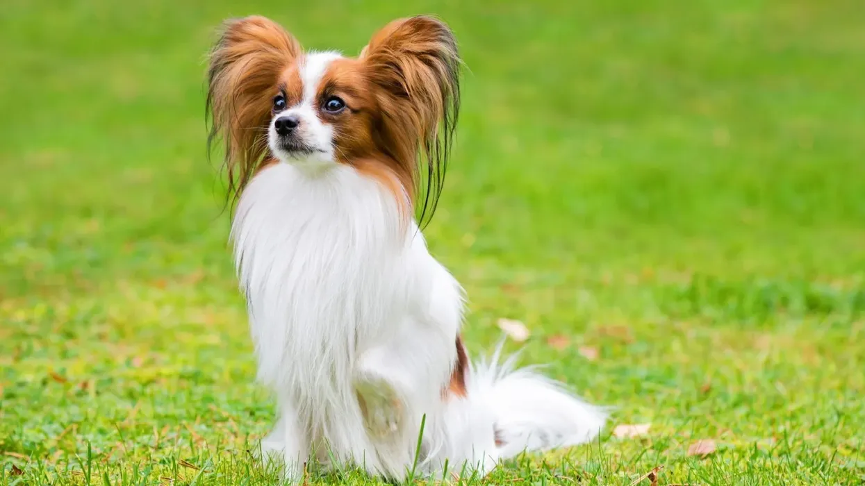 Papillon facts tell that the dogs, also known as dwarf Spaniels, are descendants of European Toy Spaniels.