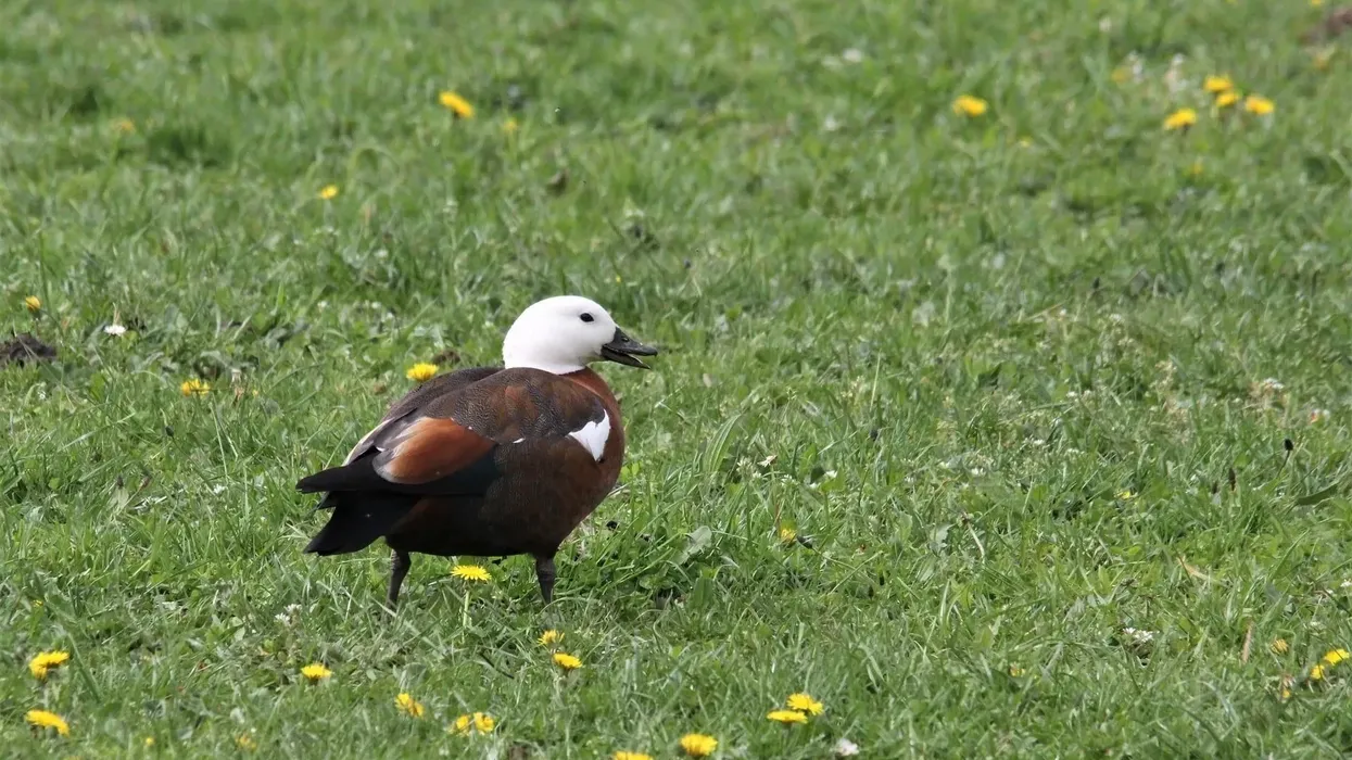 Paradise Shelduck facts on a species endemic to New Zealand.
