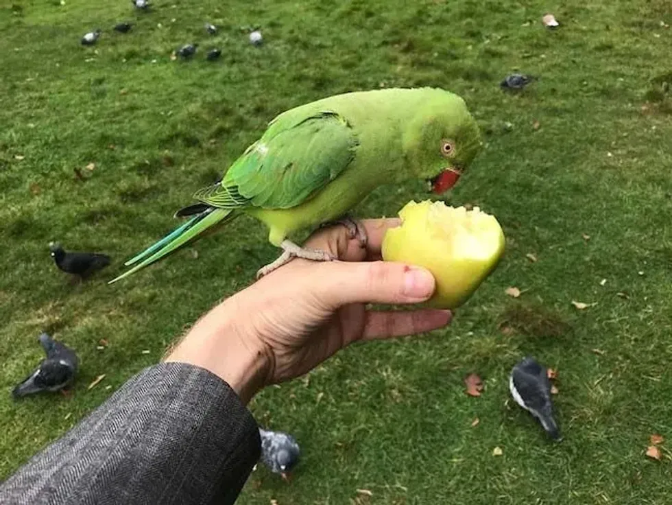 Parakeet nibbles apple in hand
