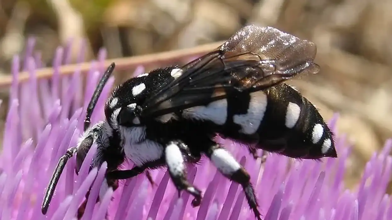 Parasitic bees don’t have a pollen basket.