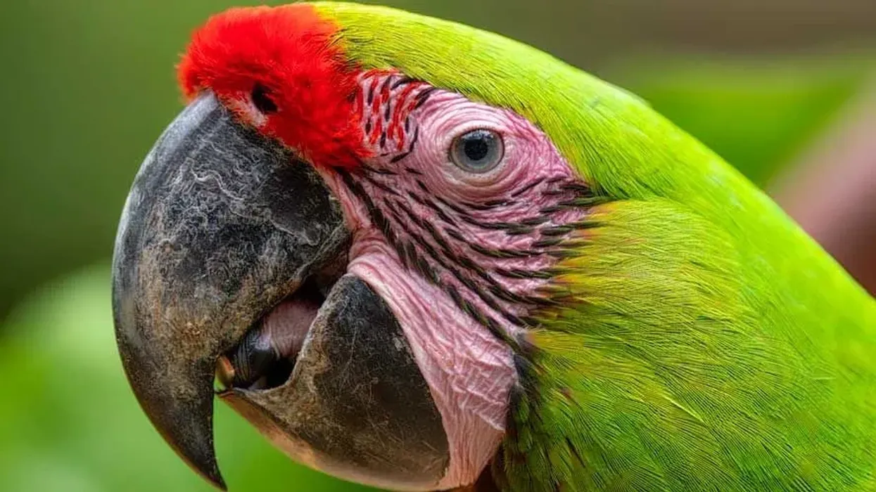 Parrot facts are extremely enjoyable